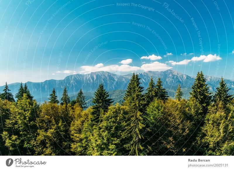 Carpathian Mountains Landscape In Romania carpathian Beautiful Nature scenery Forest Panorama (Format) Sky Carpathians Green Vantage point Vacation & Travel