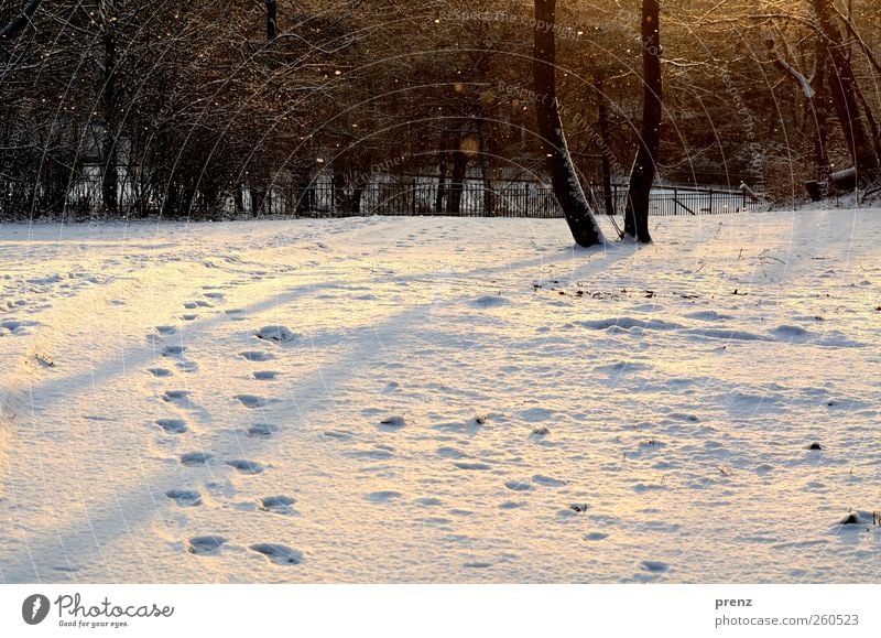 winter walk Environment Nature Landscape Plant Snow Snowfall Tree Park Brown White Winter Tracks Footprint Colour photo Exterior shot Morning Shadow Sunlight