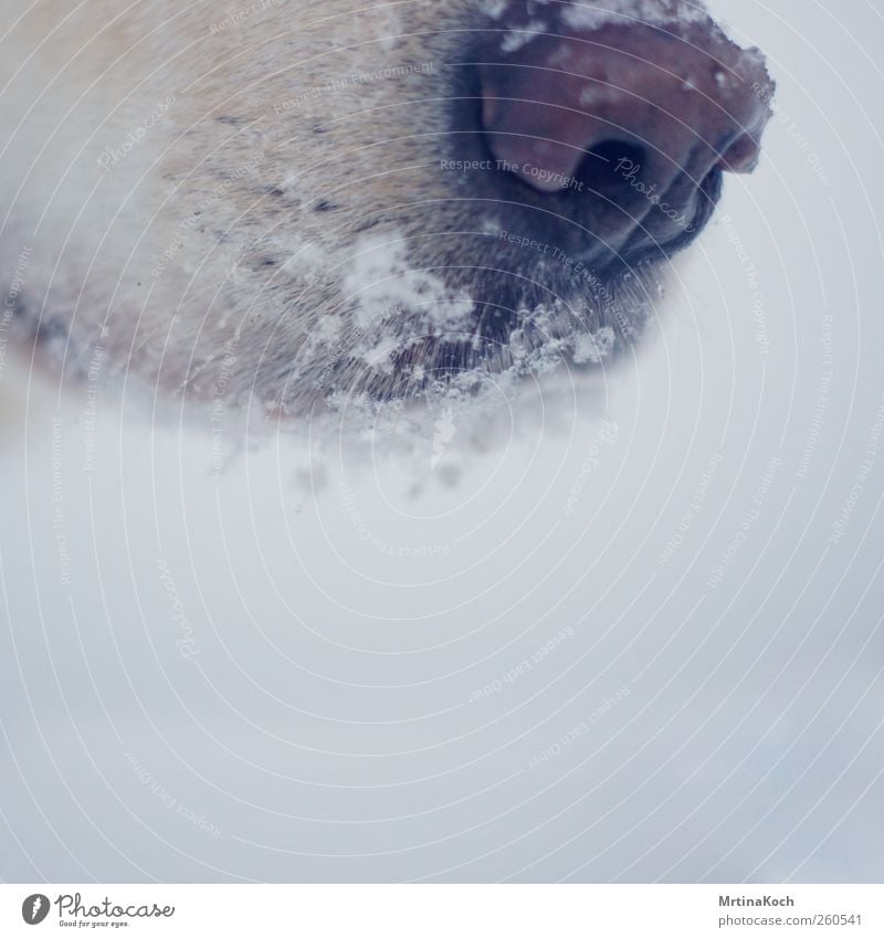 cold snout. Environment Winter Bad weather Ice Frost Snow Snowfall Animal Pet Dog 1 Cold Colour photo Subdued colour Close-up Detail Macro (Extreme close-up)