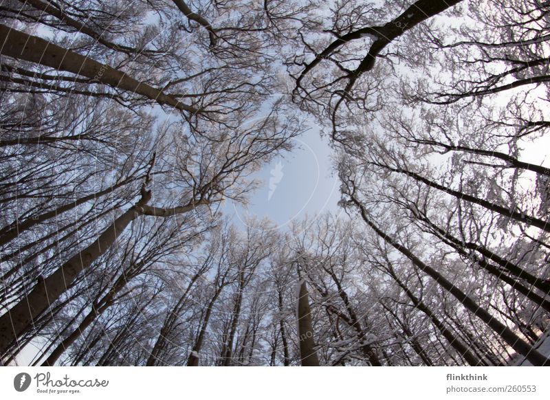 Winter magic #4 Nature Sky Cloudless sky Tree Branch Forest Esthetic Blue White December January February Cold Majestic Tall Far-off places Colour photo