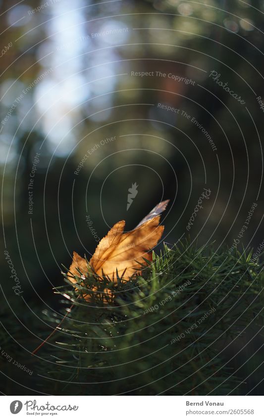 Delicate Environment Nature Landscape Plant Autumn Leaf Emotions Moody Forest Fallen Autumn leaves Bushes Blur Rachis Fine Blue Sky Transparent Orange Green