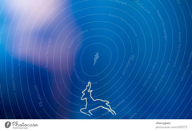 luminous contours Garden Christmas & Advent Winter Animal Roe deer 1 Decoration Feasts & Celebrations Simple Elegant Fantastic Wild Blue Violet White