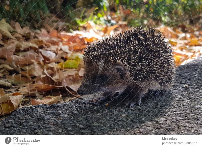 Stachliges Unterfangen I Environment Nature Plant Autumn Beautiful weather Grass Bushes Leaf Park Animal Wild animal Hedgehog 1 Faded Wait Authentic Smart Speed