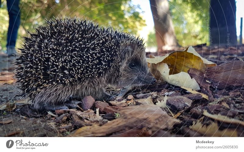 Stachliges Unterfangen II Environment Nature Plant Autumn Beautiful weather Tree Grass Bushes Leaf Park Animal Wild animal Hedgehog 1 Faded Wait Authentic Small