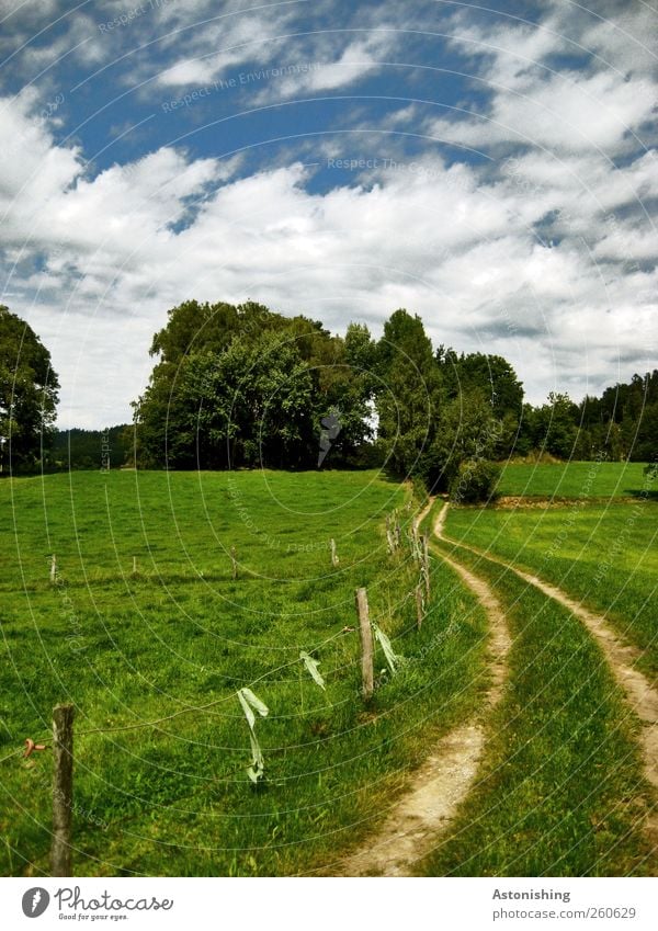 the way in Environment Nature Landscape Plant Sky Clouds Summer Weather Beautiful weather Tree Grass Bushes Foliage plant Meadow Hill Lanes & trails Blue Green