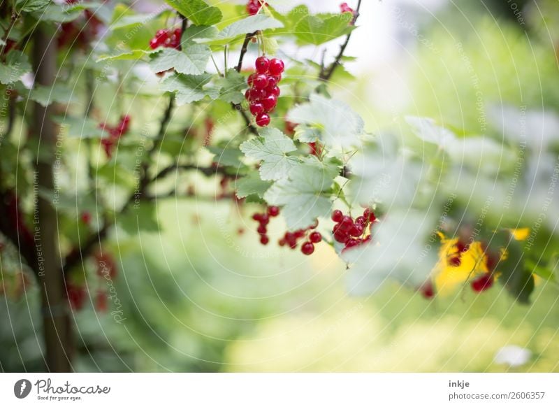 Currant tree in the garden. Red fruits, green leaves. Fruit Redcurrant Redcurrant bush Nutrition Nature Summer Beautiful weather Agricultural crop Garden Fresh