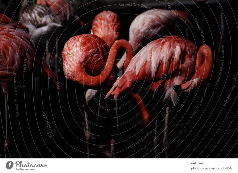 Flamingos at night Animal Wild animal Bird terrestrial vertebrate Group of animals Exotic Red Black Dark Night Aesthetics Beauty & Beauty