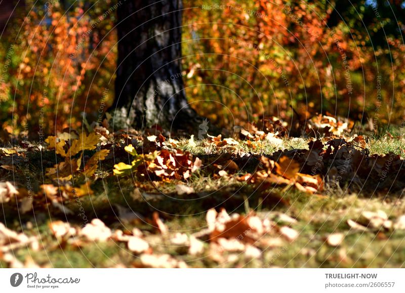 Autumn leaves on meadow and tree with sun and shade Environment Nature Beautiful weather Plant Tree Grass Bushes Leaf Garden Park Meadow Forest Senior citizen