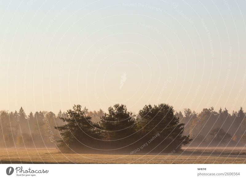 Trees on a meadow in the morning mist Nature Esthetic Calm Contentment cloudy sky copy space dust field landscape light misty misty fields morning crap