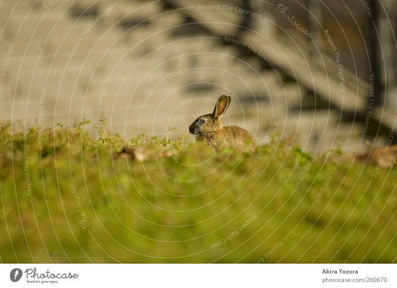 guard duty Nature Spring Summer Beautiful weather Meadow Stairs Animal Pet Wild animal Hare & Rabbit & Bunny 1 Sit Wait Brown Gray Green Black Safety