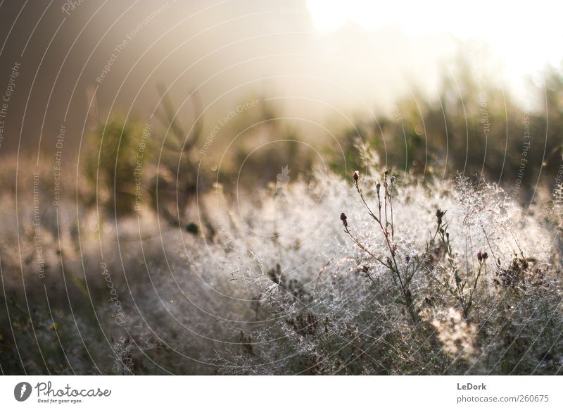 a plain morning Meditation Landscape Plant Drops of water Sunrise Sunset Sunlight Beautiful weather Meadow Glittering To enjoy Vacation & Travel Looking Dream