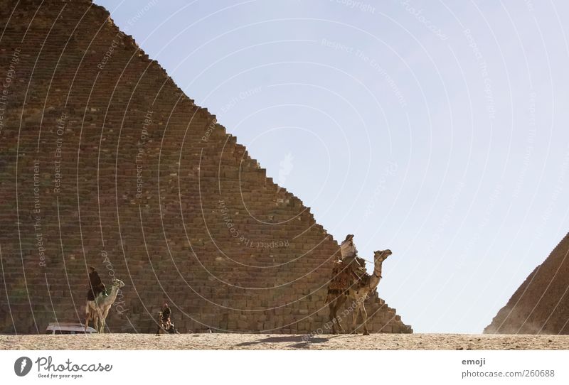 camel Environment Nature Sky Cloudless sky Beautiful weather Warmth Drought Desert Farm animal Exceptional Sand Camel Pyramid Giza Colour photo Exterior shot