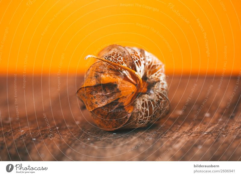 Autumn artwork in orange Plant Blossom Physalis Fruit Decoration Cycle Illuminate To dry up Esthetic Beautiful Dry Brown Orange Emotions Warm-heartedness