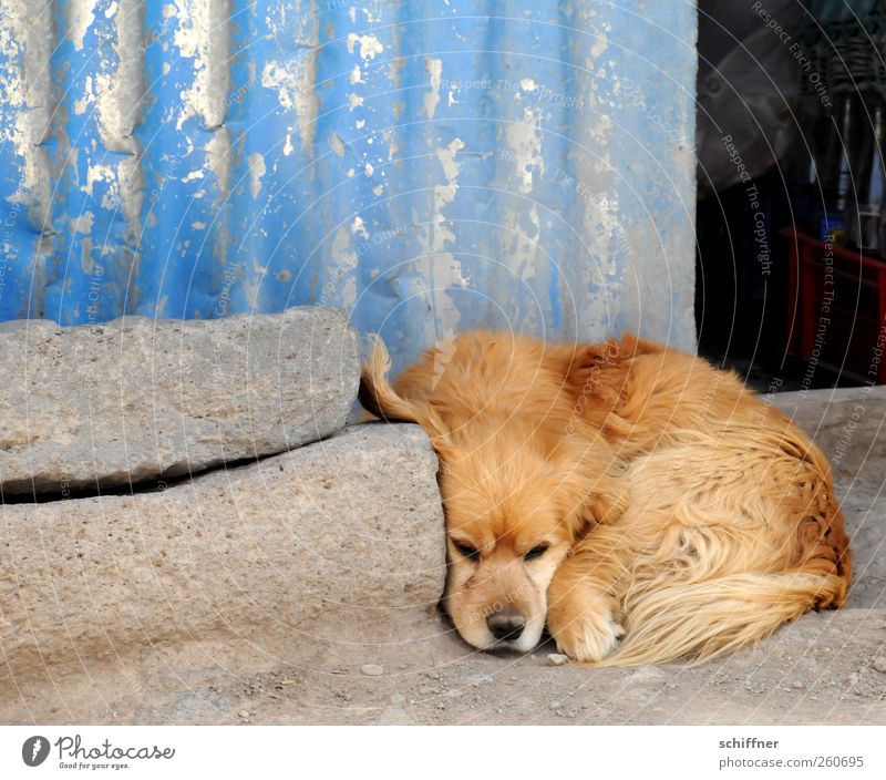 eavesdropping attack Animal Pet Dog Animal face Paw 1 Lie Sadness Relaxation Listening Cuddling Dog's snout Puppydog eyes Dog's head Corrugated sheet iron