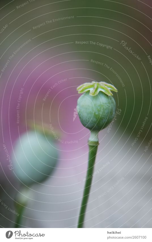 Oriental poppy flower Exotic Calm Easter Nature Plant Spring Summer Blossom Garden Park Blossoming Natural Green Violet Elegant Idyll Beautiful Innocent Growth