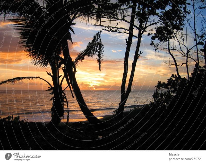 Tequila Sunrise Clouds Palm tree Caribbean Sea Tree Ocean Beach Horizon Waves Dark Romance Vacation & Travel Vantage point Far-off places Dazzle Stairs Water