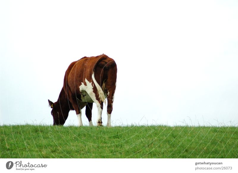 lawn mower Cow Meadow Green To feed Autumn Clouds Horizon Sky Bright Lawn Patch Backwards