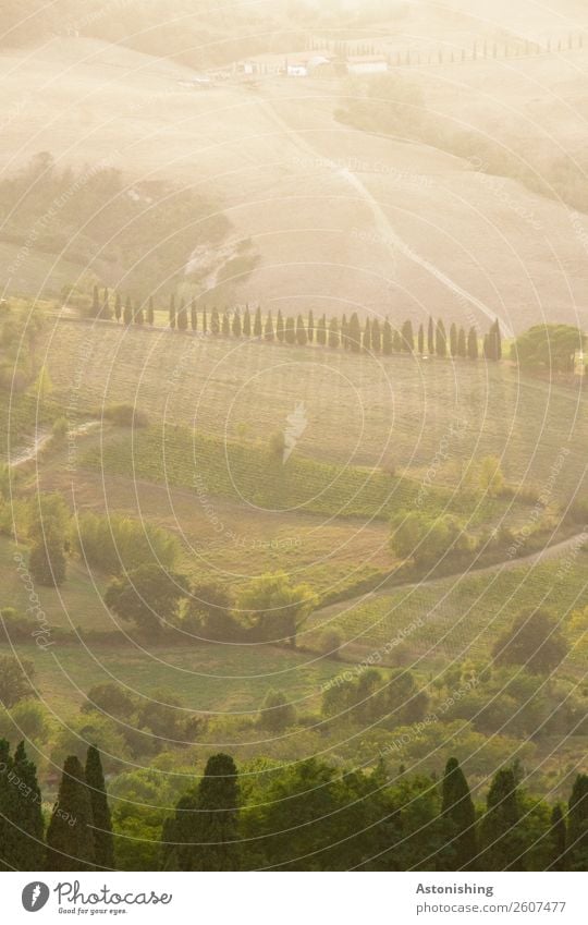 Tuscany Environment Nature Landscape Plant Air Summer Weather Beautiful weather Tree Grass Bushes Meadow Field Hill Montepulciano Italy Lanes & trails Old