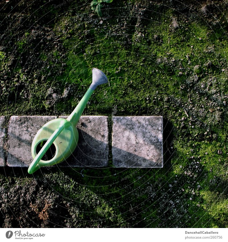 Watering can on sidewalk in the garden Leisure and hobbies Gardening Environment Nature Earth Spring Climate Ice Frost Moss Lanes & trails Stone