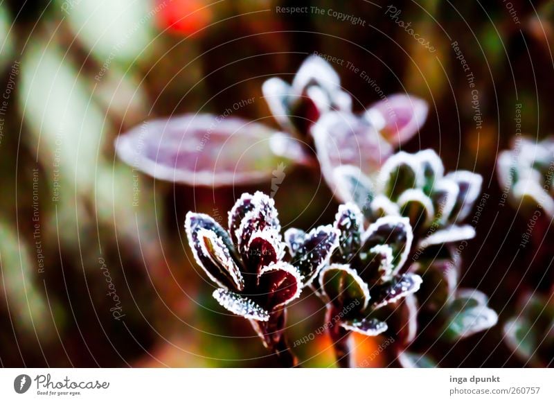 winter garden Environment Nature Landscape Plant Elements Autumn Winter Climate Weather Ice Frost Flower Leaf Foliage plant Garden Park Cold Brown Grief Death