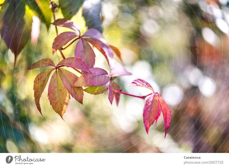 Trash | Last autumn picture of a series... Wild vine tendril in autumn Nature Plant Autumn Leaf Virginia Creeper Tendril Autumn leaves Garden Faded To dry up