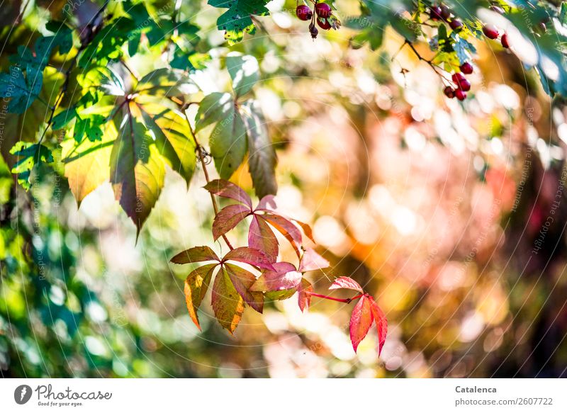 Wild vine leaves in sunlight Nature Plant Autumn Beautiful weather Leaf Hawthorn Berries Virginia Creeper Hedge Autumn leaves Garden Forest To dry up pretty