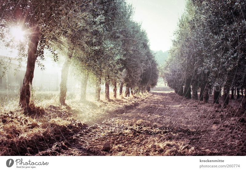 olio di oliva II Sprinkler system Nature Landscape Plant Earth Water Drops of water Sun Summer Tree Olive Olive tree Olive grove Olive oil Olive harvest Field