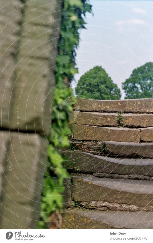 Mind the Steps (I) Beautiful weather Tree Bushes Park Wall (barrier) Wall (building) Stairs Historic Mysterious Idyll Decline Past Transience Monument