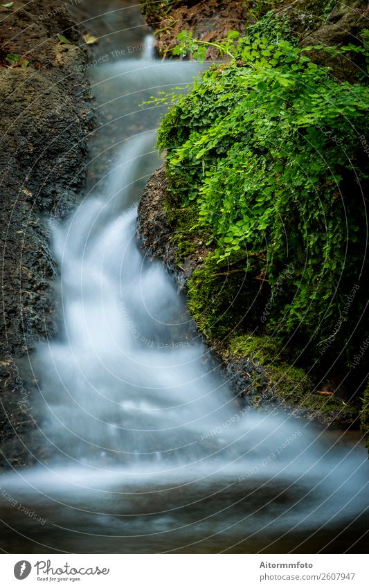 Small cascade flowing in the forest Beautiful Vacation & Travel Tourism Environment Nature Landscape Park Forest River Waterfall Stone Movement Fresh Wet