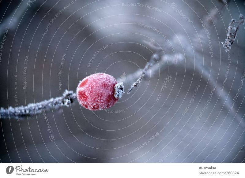 rose hip Winter Garden Art Environment Nature Plant Animal Ice Frost Rose hip Freeze Glittering Sustainability Natural Moody Pure Stagnating Colour photo