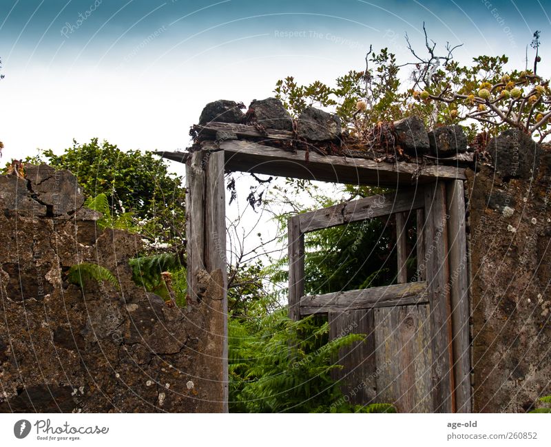 Entrance to Garden Eden Nature Plant Beautiful weather Flower Grass Bushes Moss Wilderness Door Wood Old Discover Faded To dry up Exotic Uniqueness Broken Blue