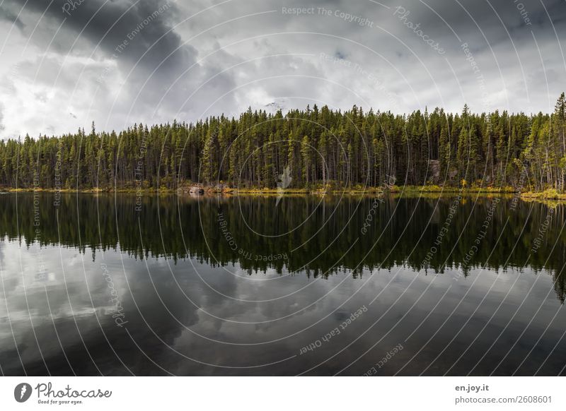 Cloudy Vacation & Travel Environment Nature Landscape Sky Clouds Storm clouds Forest Lakeside Threat Dark Uniqueness Grief Loneliness Calm Symmetry Dream