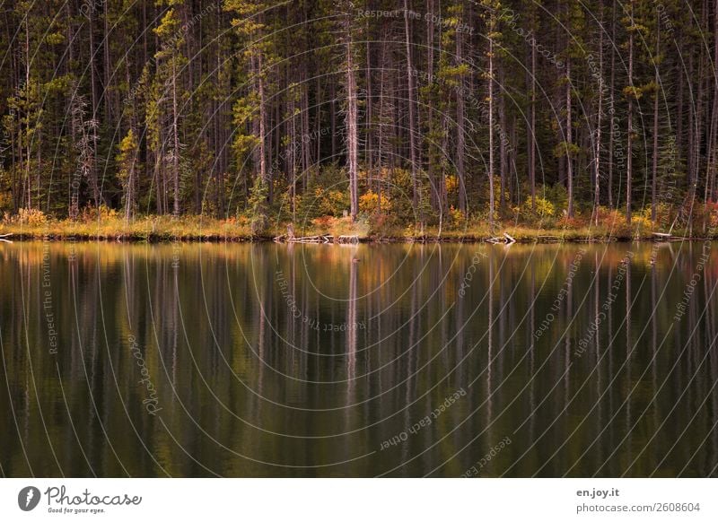 edge of the forest Vacation & Travel Trip Nature Landscape Plant Autumn Tree Forest Lakeside Calm Sadness Idyll Grief Environment Colour photo Subdued colour