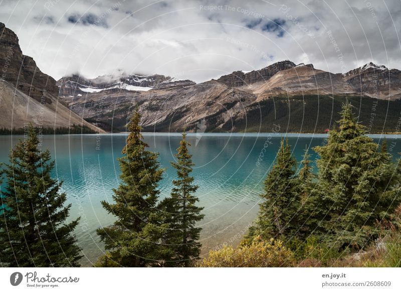 Bow Lake Vacation & Travel Trip Freedom Mountain Nature Landscape Sky Clouds Summer Autumn Fir tree Coniferous trees Rocky Mountains Glacier Lakeside bow lake