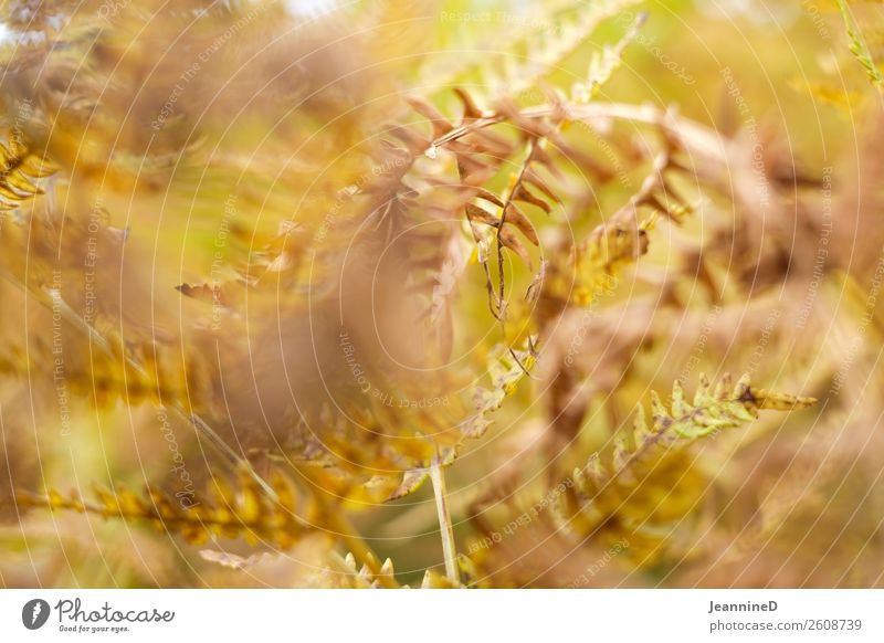 fern Contentment Senses Calm Vacation & Travel Tourism Hiking Forest Garden Oktoberfest Thanksgiving Gardening Agriculture Forestry Closing time Nature Elements