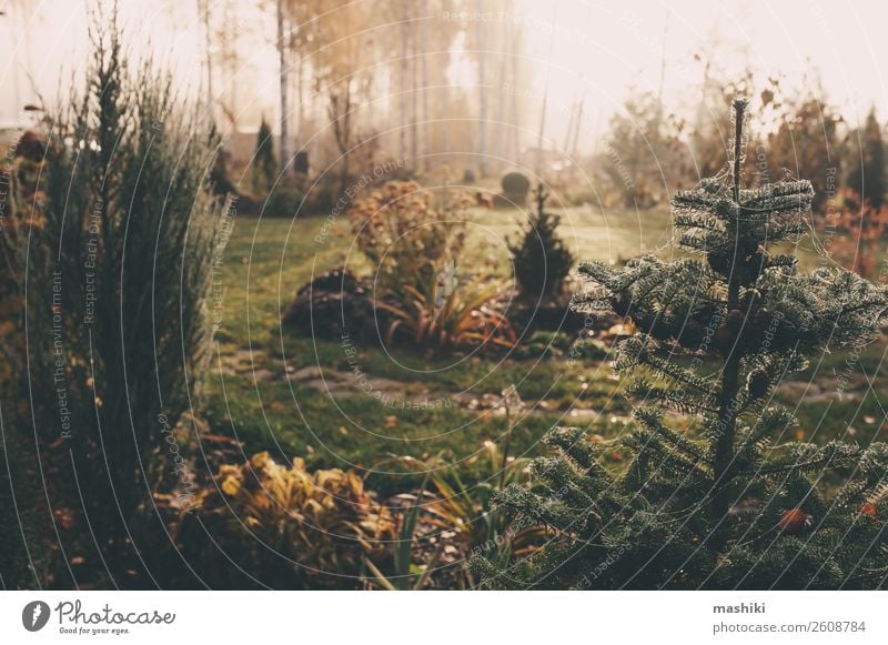 fog in early morning in late autumn or winter garden Beautiful Winter Garden Nature Landscape Plant Autumn Weather Fog Tree Grass Natural Green White cold