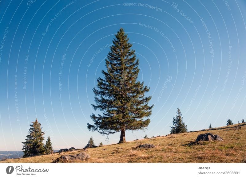 tree Nature Landscape Cloudless sky Summer Beautiful weather Tree Coniferous trees Simple 1 Kandel Colour photo Exterior shot Deserted Copy Space left