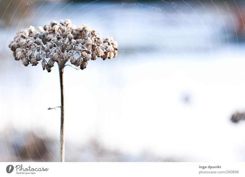 style Environment Nature Plant Elements Winter Ice Frost Flower Blossom Wild plant Lakeside Cold Gloomy Dry Blue White Concern Grief Disappointment Loneliness