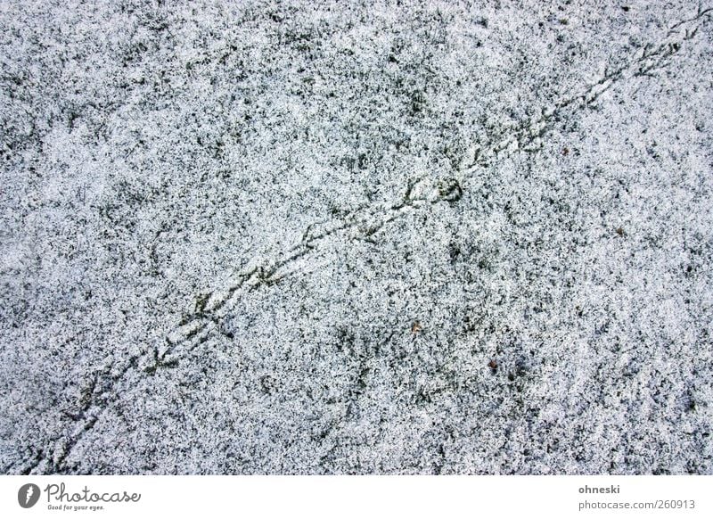 search for clues Plant Ice Frost Snow Meadow Lanes & trails Animal tracks Bird Cold Loneliness Far-off places Search Tracks Colour photo Subdued colour