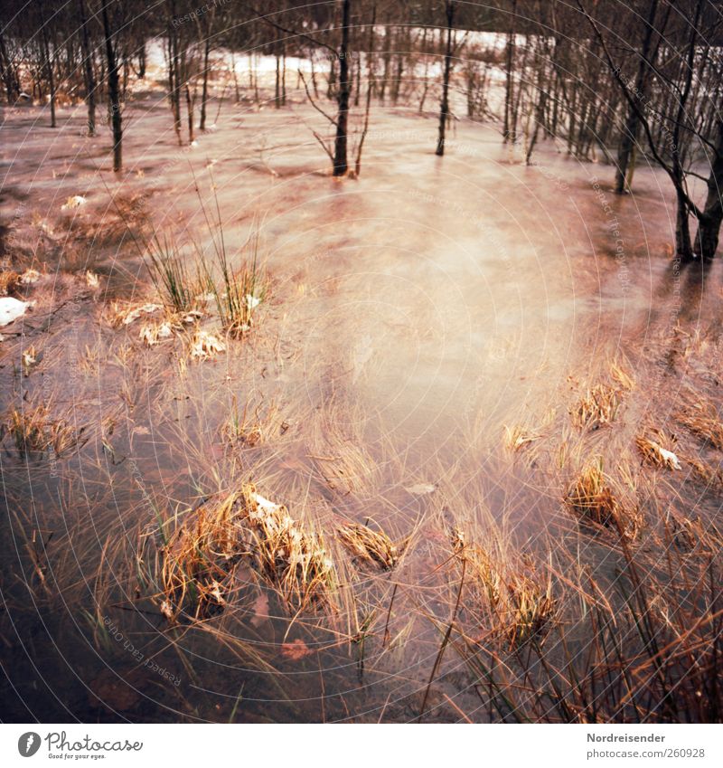 Still very cold Nature Landscape Plant Water Winter Climate Weather Ice Frost Snow Tree Bog Marsh Freeze Cold Stagnating Moody Juncus Aquatic plant Inundated