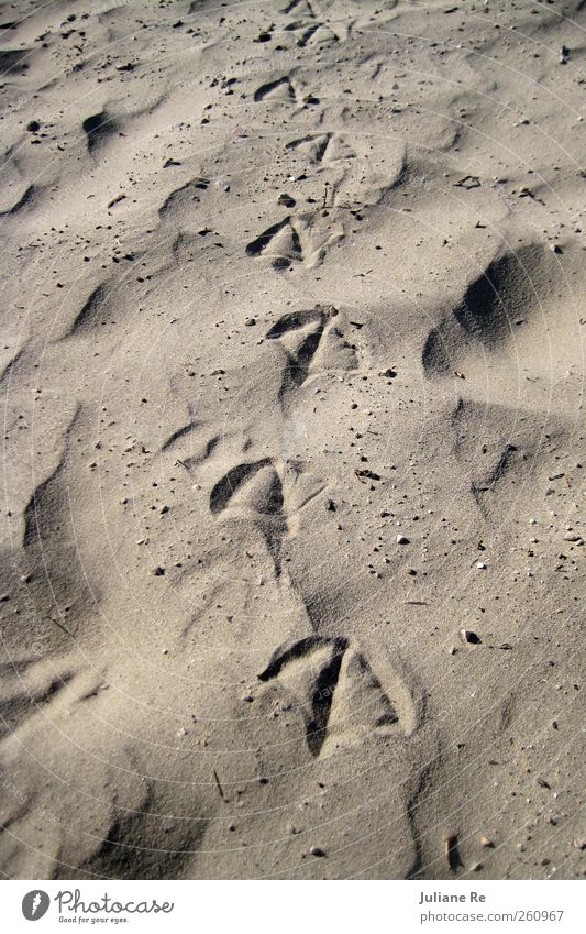 Walk | Beach Nature Elements Sand Bird Going Esthetic Authentic Natural Colour photo Multicoloured Exterior shot Close-up Detail Pattern Structures and shapes