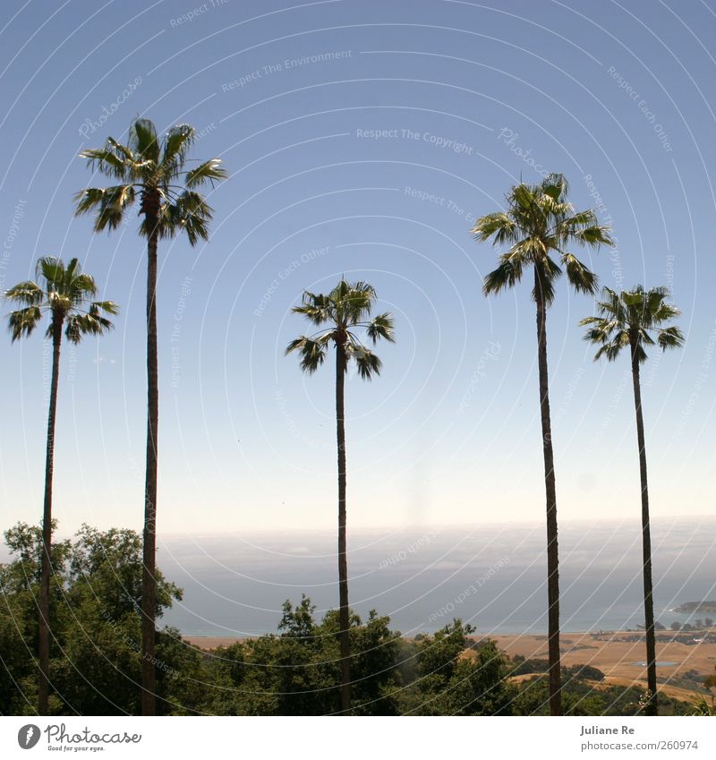 View | Palms Elegant Landscape Sky Cloudless sky Horizon Sun Summer Beautiful weather Palm tree Coast Ocean Pacific Ocean Breathe Observe Think Dream Growth