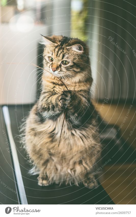 Funny cat sitting on hind legs Lifestyle Joy Playing Living or residing Flat (apartment) Animal Farm animal Cat 1 Design Cat eyes Cat's paw Sit Effortless