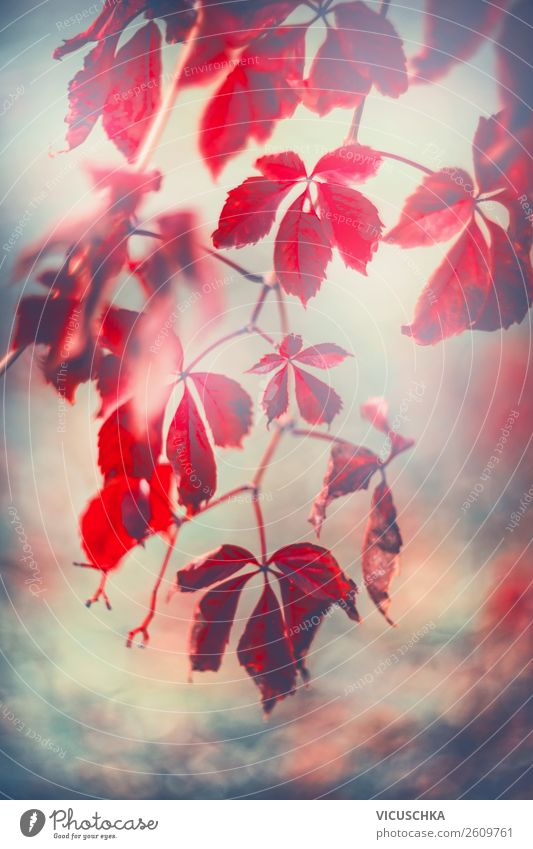 Red autumn wild vine leaves Lifestyle Garden Nature Plant Autumn Park Design Background picture Virginia Creeper Suspended Leaf Wild vine Colour photo