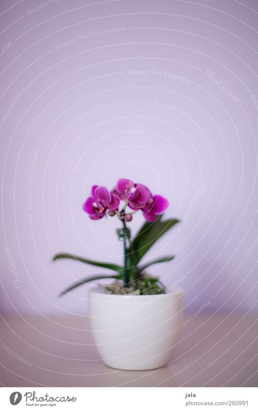 orchid Plant Flower Orchid Leaf Blossom Pot plant Exotic Esthetic Elegant Beautiful Green Violet White Colour photo Interior shot Deserted Copy Space top