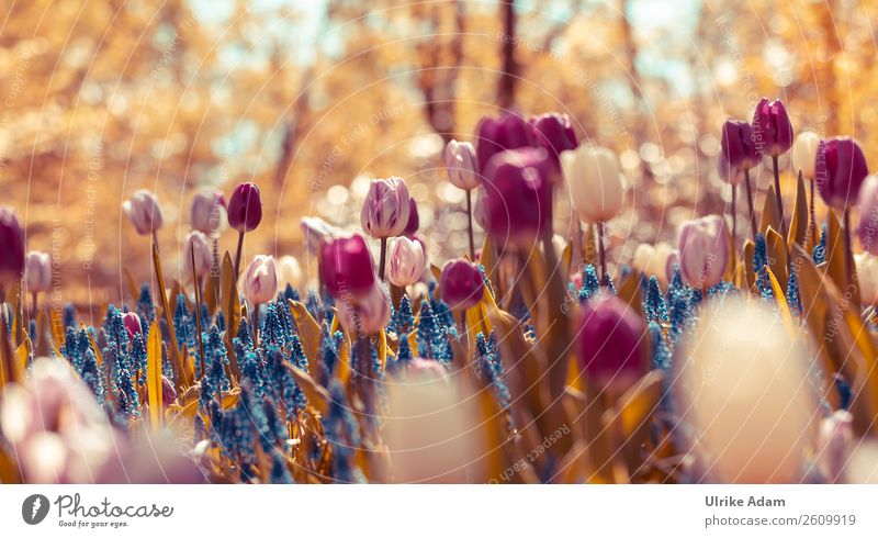 The magic of spring Feasts & Celebrations Easter Nature Plant Spring Flower Tulip Blossom Muscari Garden Netherlands Blossoming Exceptional Fresh Blue Violet