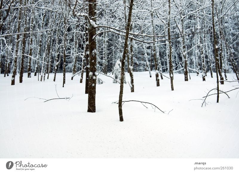 Black Forest Winter vacation Nature Landscape Climate change Ice Frost Snow Tree Cold Moody Tree trunk Snow layer Colour photo Exterior shot Deserted