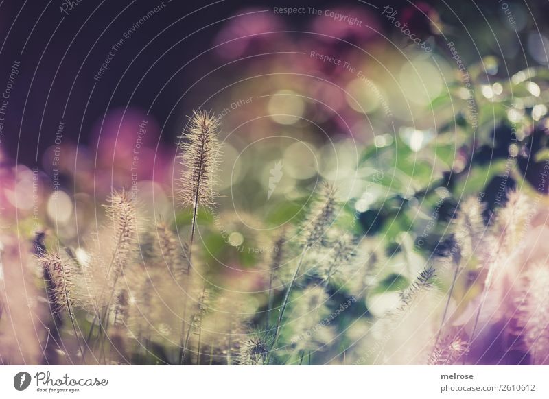 Flowering grasses with bokeh Environment Nature Sunlight Autumn Beautiful weather Plant Grass Bushes Blossom Wild plant Grass blossom Garden Blur