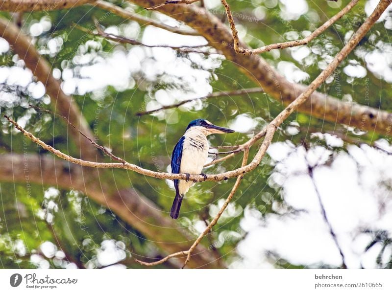 guard Far-off places Tree Branch Freedom Kingfisher Blue Vacation & Travel Adventure Trip Malaya leaves Tourism Nature Exotic Fantastic Animal face Bird