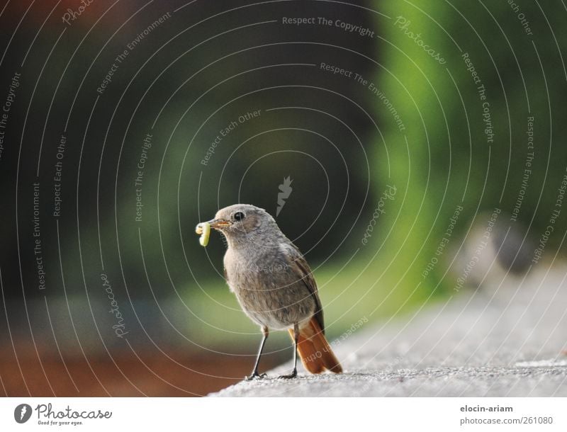 (Robbery)animal feeding Nature Bird 1 Animal To feed Feeding Delicious Cute Green Love of animals Appetite Worm Wall (barrier) Colour photo Close-up